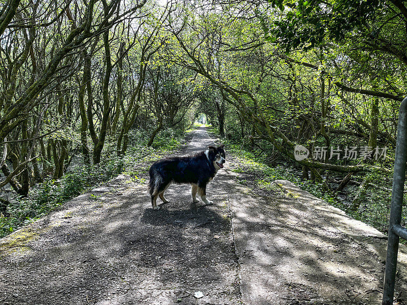 Border collie on countryside path